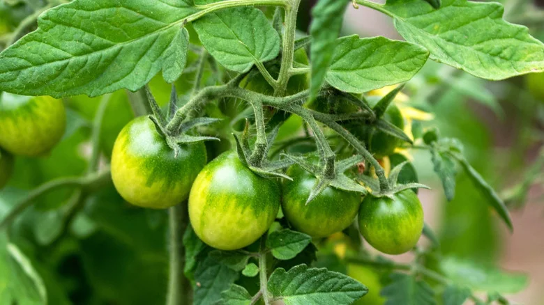 The Best Way To Ripen The Green Tomatoes In Your Garden