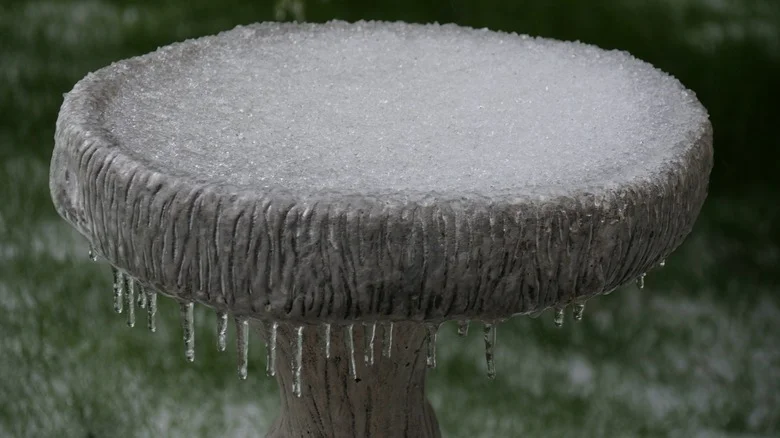 The Best Way To Safely Remove Ice From Your Frozen Bird Bath