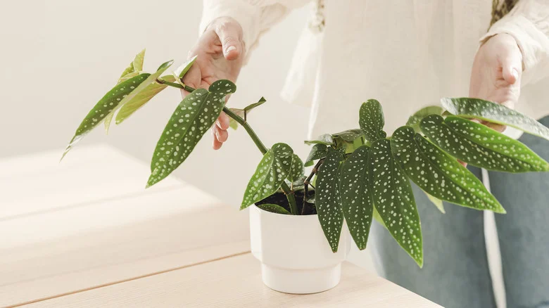 The Best Way To Save A Begonia With Yellowing Leaves