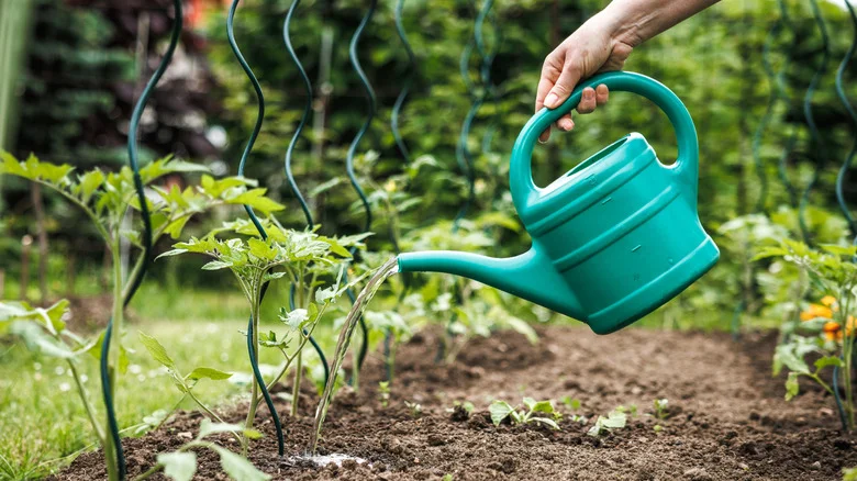 The Best Way To Save An Over-Watered Tomato Plant Before It’s Too Late