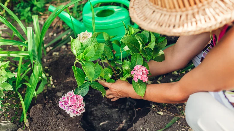 The Best Way To Save Money On Hydrangeas For The Garden