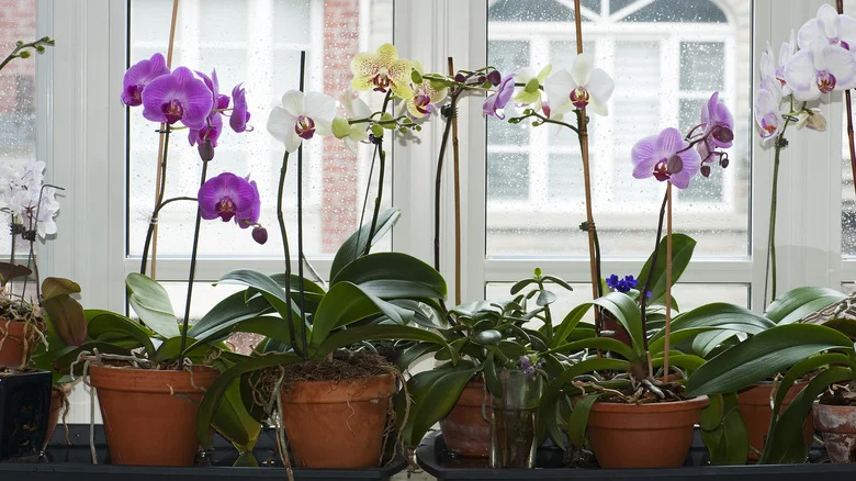 The Best Way To Tackle Pests To Keep Them From Destroying Your Orchids