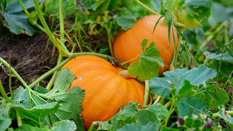 The Best Way You Can Save Leftover Pumpkin Seeds To Plant Next Year