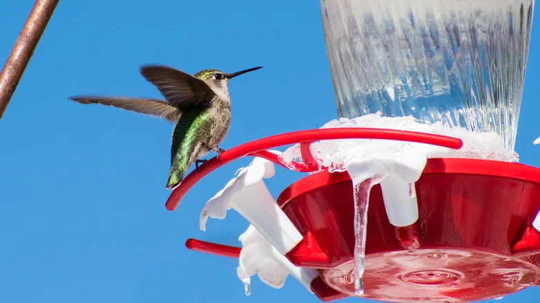 The Best Ways To Keep Your Hummingbird Feeder From Freezing As Temperatures Drop