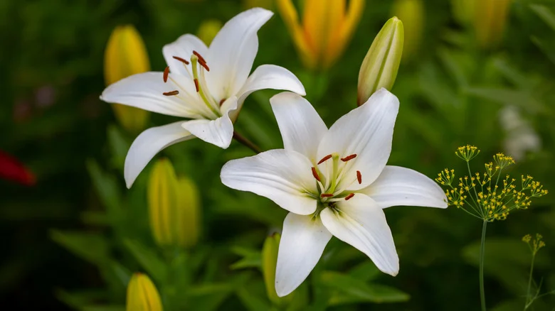 The Best Ways To Keep Your Lilies Safe From Hungry Rabbits