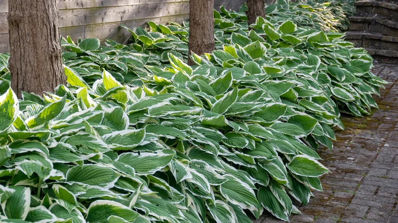 The Big-Leafed Plant That Could Replace Hostas — It’s Fuss-Free And Full Shade-Tolerant