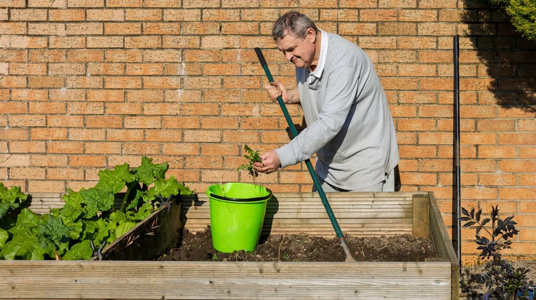 The Big Mistake Everyone Makes After Removing Weeds From Their Yard