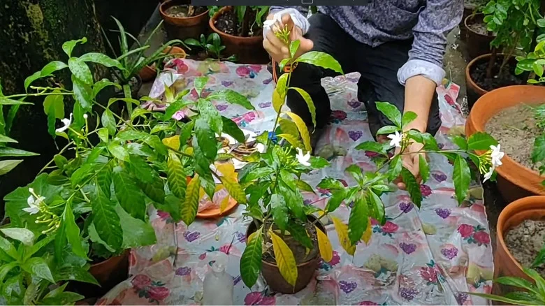 The Big Mistake That Causes Yellow Leaves On Indoor Jasmine Plants