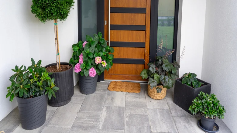 The Big Mistake You’ve Been Making With Your Outdoor Potted Plants