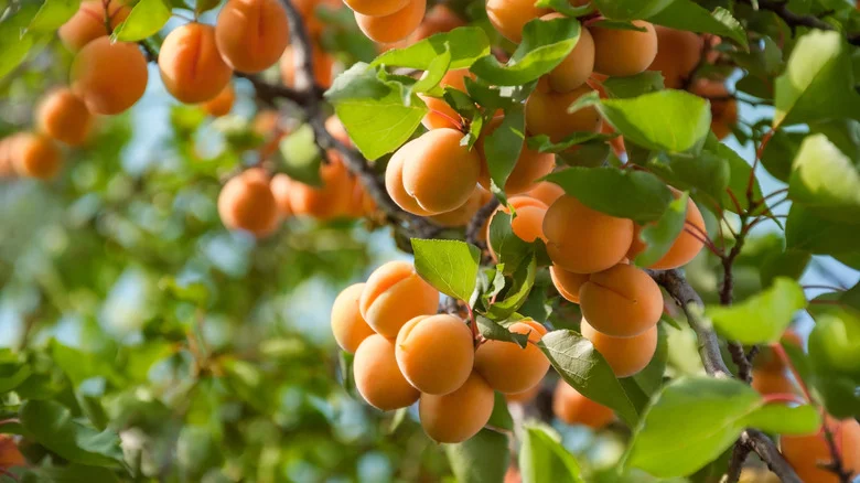 The Biggest Mistake Everyone Makes When Planting An Apricot Tree