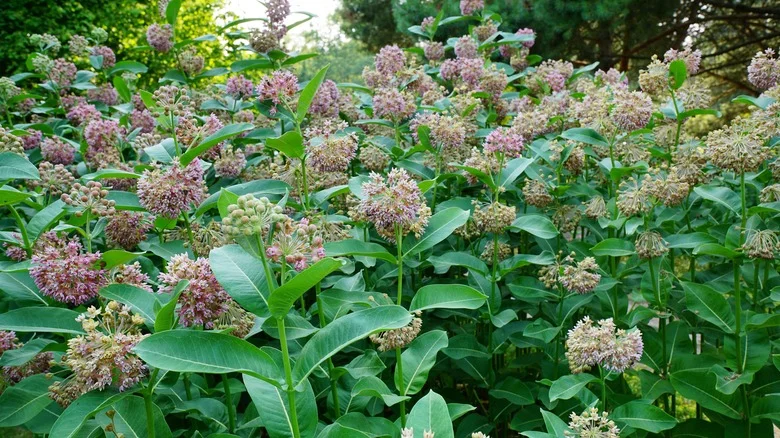 The Biggest Mistake Gardeners Make When Tending To Their Milkweed