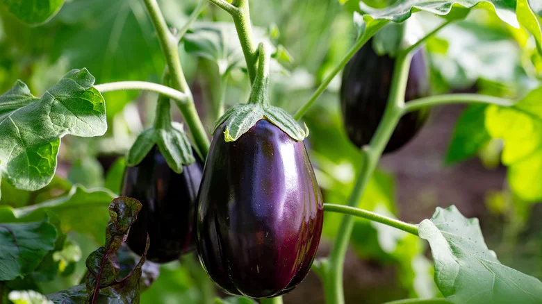 The Biggest Mistake You Could Make When Growing Eggplant In Your Garden