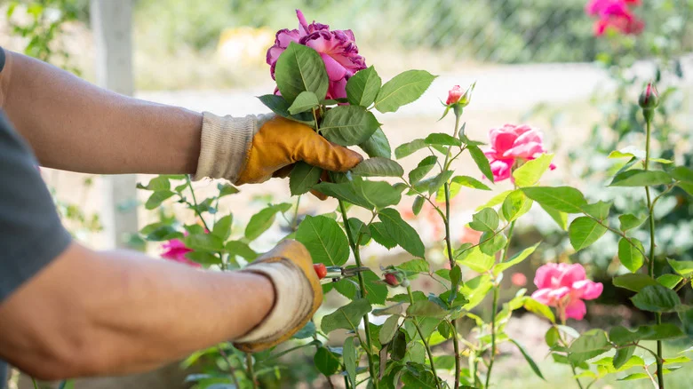 The Biggest Mistake You’re Making When Deadheading Prized Roses
