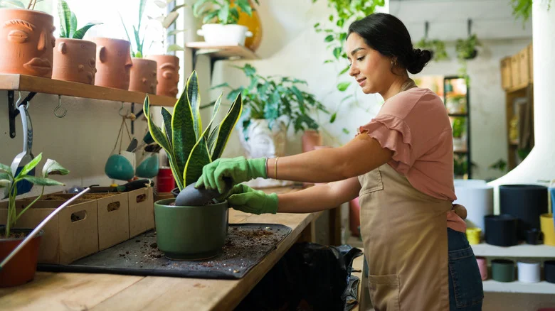 The Biggest Mistake You’ve Been Making With Your Snake Plant