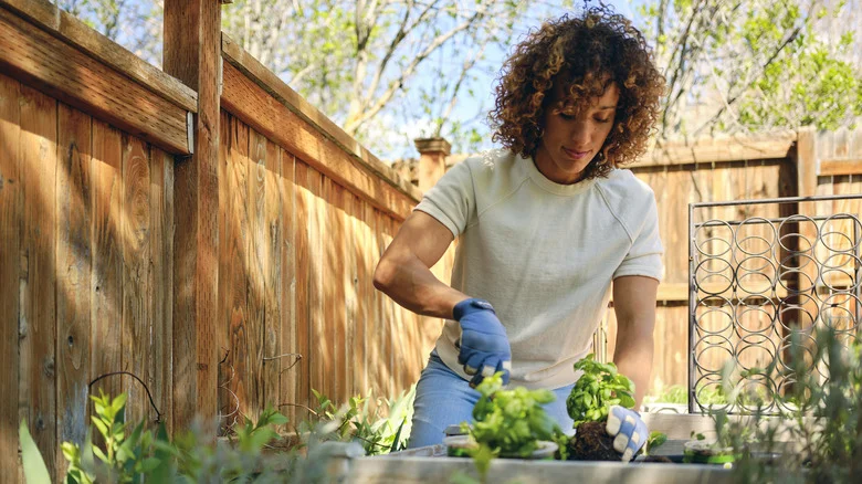 The Biggest Mistakes People Make When Growing Herbs