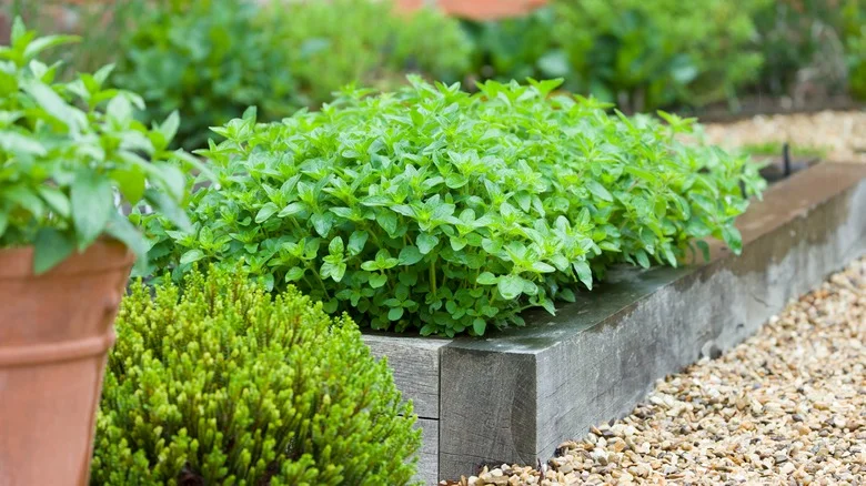 The Biggest Mistakes That Are Made When Growing Oregano