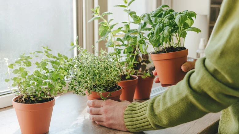 The Biggest Mistakes To Avoid When Growing A Kitchen Herb Garden