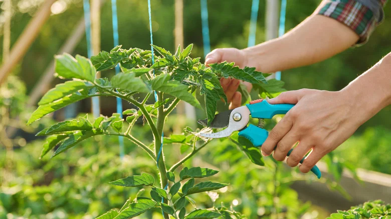 The Biggest Mistakes You Can Make When Pruning Tomato Plants
