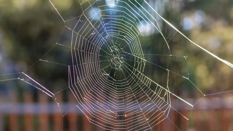 The Biggest Spiders In The USA Might Be Lurking In Your Backyard