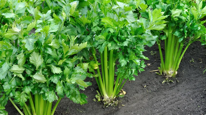 The Blanching Hack That Guarantees A Sweet Celery Harvest