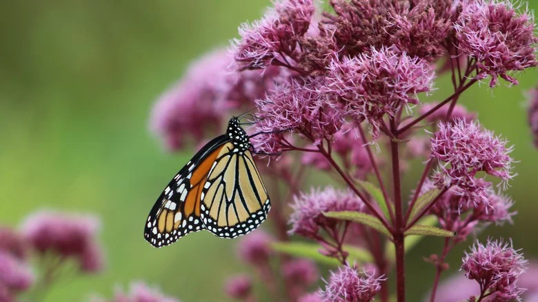 The Blue-Flowering Companion Shrub You’ll Want To Plant Near Joe Pye Weed