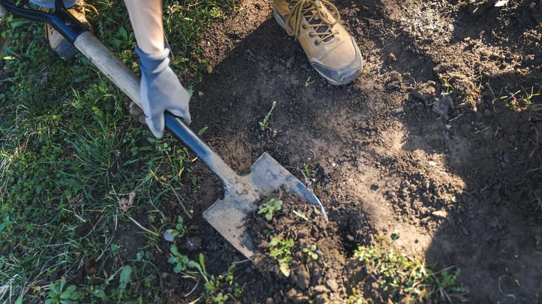 The Blue Perennial You Should Plant In Spring For The Strongest Roots