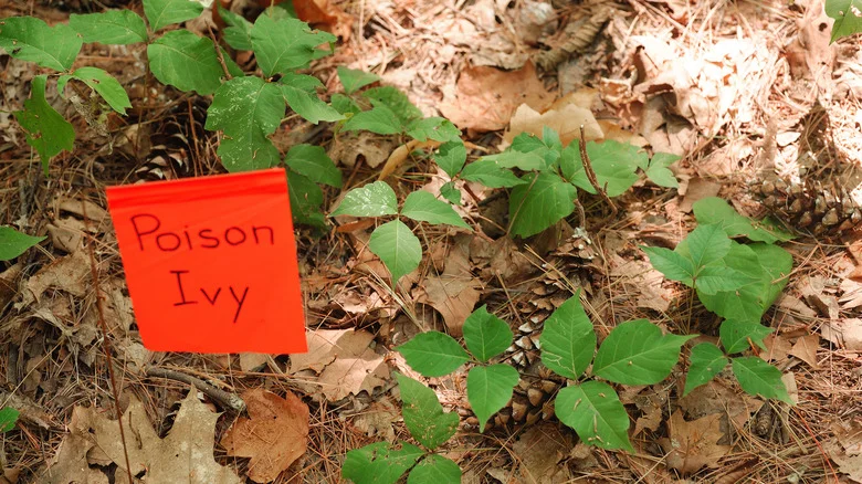 The Boozy Beverage That’ll Beat Back Poison Ivy In The Garden