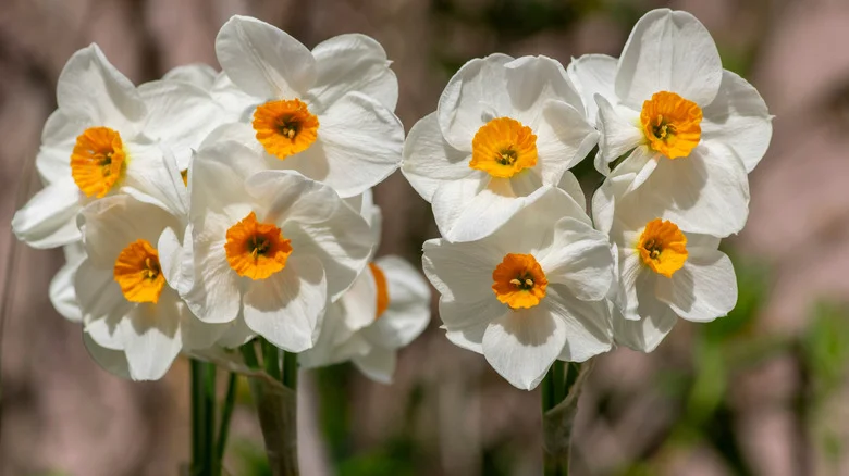 The Boozy Hack That Keeps Your Paperwhites From Falling Over