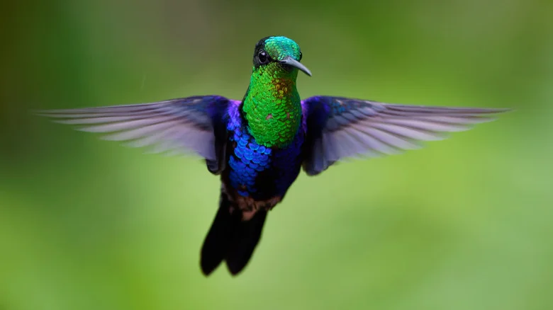 The Boozy-Sounding Plant That’ll Attract Hummingbirds To Your Yard In The Winter