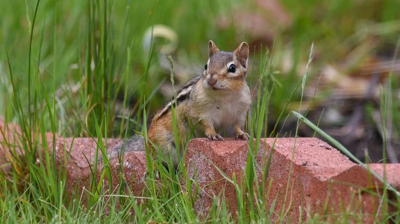 The Bright & Cheery Flower That Doubles As An Easy Chipmunk Repellent