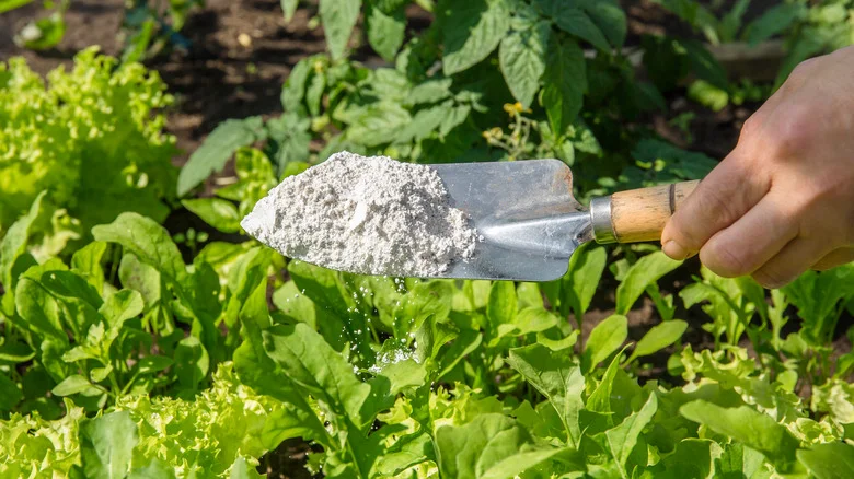The Brilliant DIY Hack Every Gardener Needs Before Spreading Pest Repellants
