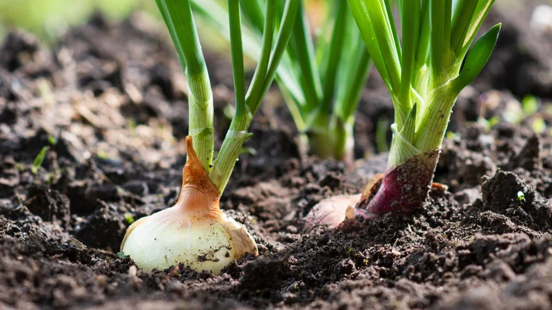 The Budget-Friendly Dollar Tree Bucket That’s Great For Growing Onions