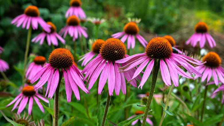 The Budget-Friendly Trick To Grow More Coneflowers Every Year