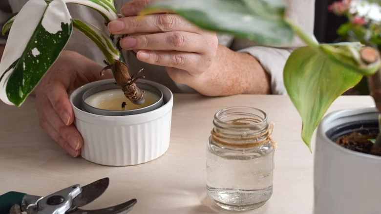 The Candle Wax Hack People Use To Propagate Plants (& Should You Try It?)
