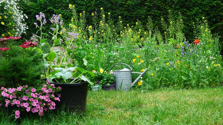 The Carefree Gardening Trend TikTok Is Obsessing Over