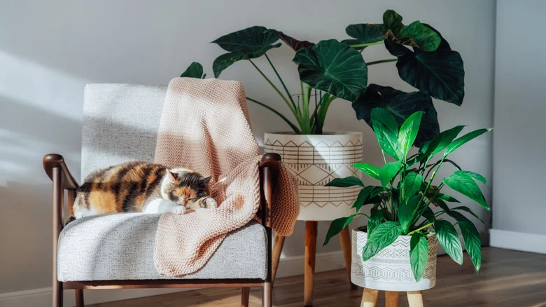 The Cat-Proofing Plant Hack That Only Requires A Piece Of Fabric