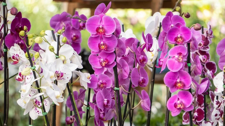 The Cattleya Orchid Is The Perfect Houseplant For Big Flowers & Sweet Smells