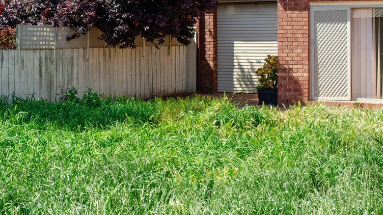 The Citrusy Herb That You Can Possibly Forage From Your Own Backyard