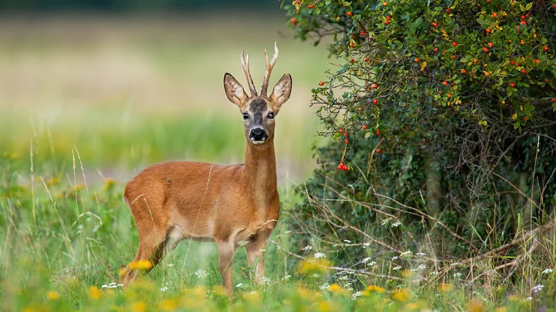 The Classic Fruit Trees That Attract Deer To Your Property