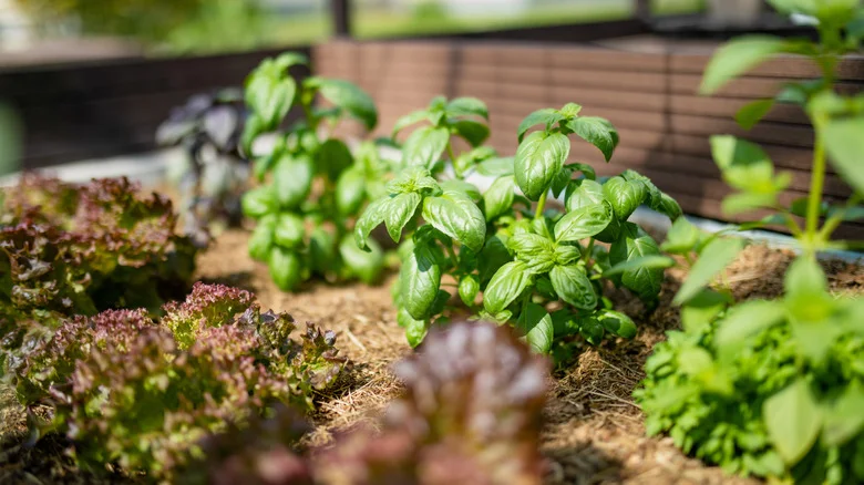 The Classic Garden Veggie That Loves Being Planted Near Basil