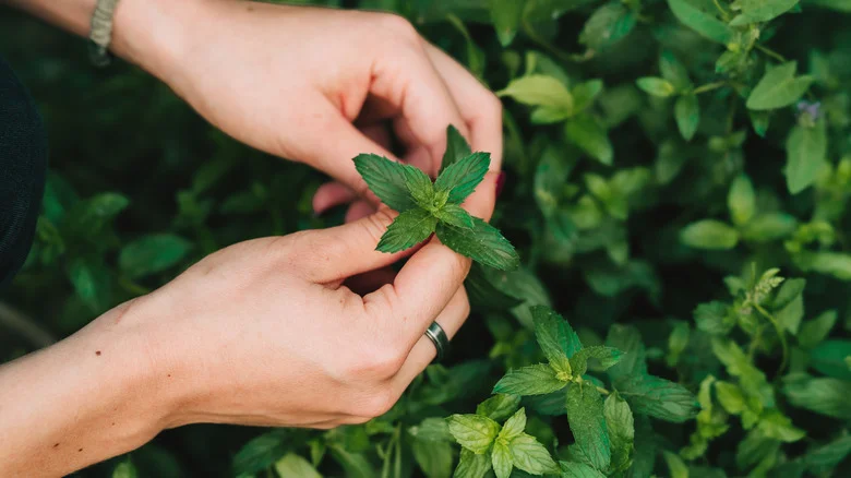 The Clean-Smelling Herb That’ll Help Manage Pests In The Garden