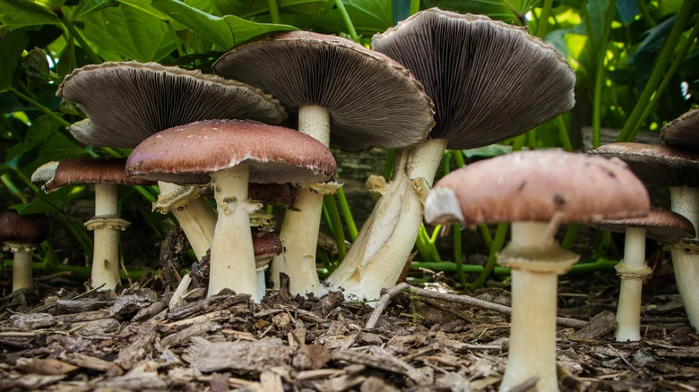 The Clear Sign It’s Time To Pluck Your Garden’s Mushrooms