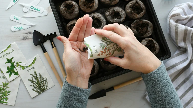 The Clever Hack That Can Help Tell If Your Old Seeds Are Viable Or Not