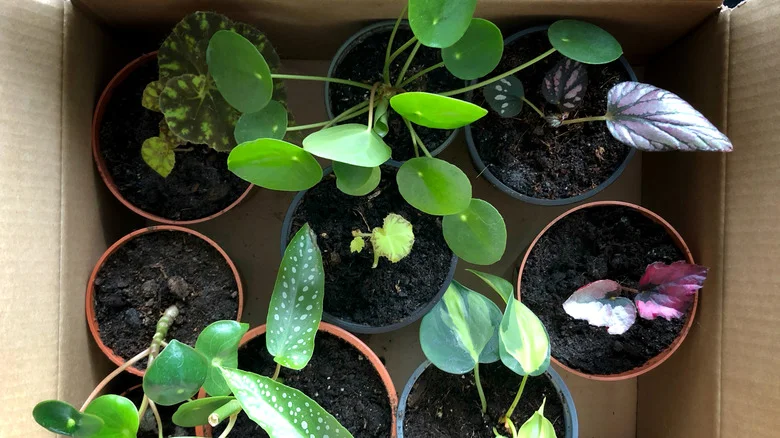 The Clever Take Away Container Hack That Makes Moving Plant Cuttings Easy