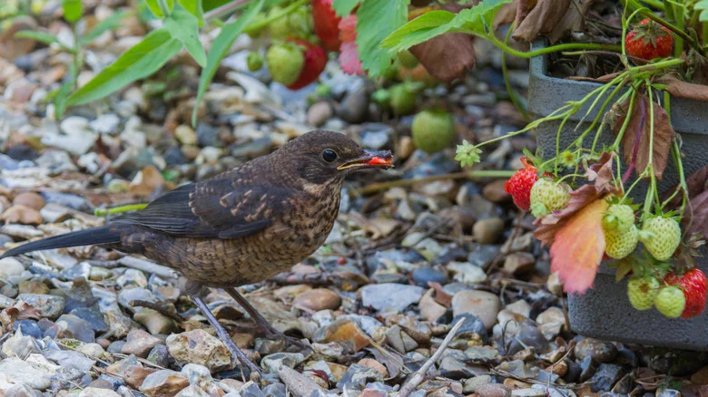 The Clever Trick You Can Try To Stop Birds & Squirrels From Eating Your Garden Fruit