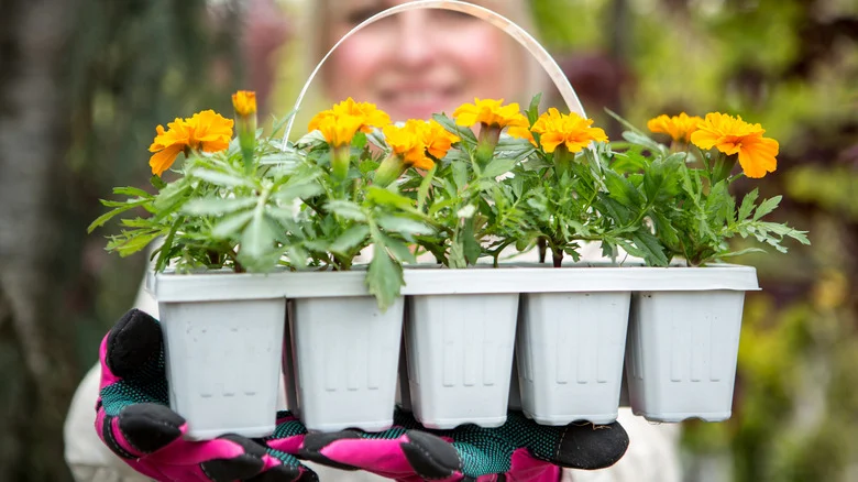 The Clever Way To Get Endless Blooms Out Of Your Store-Bought Marigold Plant