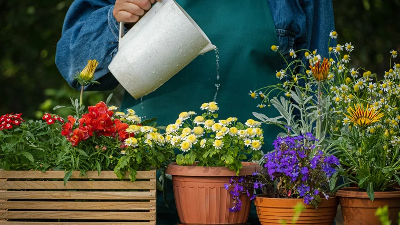 The Clever Way To Repurpose Plastic Bottle Caps For Better Potted Plants