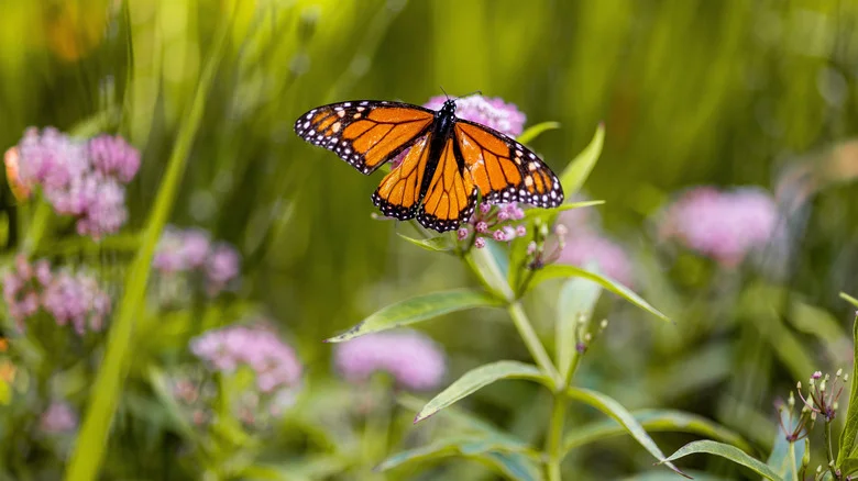 The Clever Way To Use Old Potting Soil To Attract Beautiful Butterflies To The Garden
