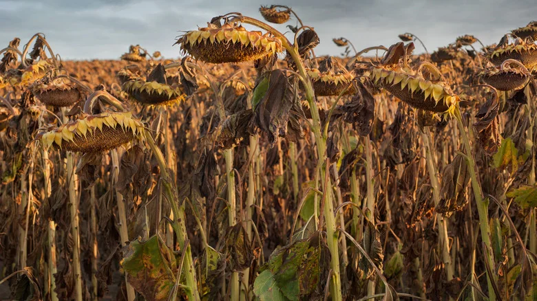 The Clever Way You Should Be Reusing Sunflower Stalks In The Garden
