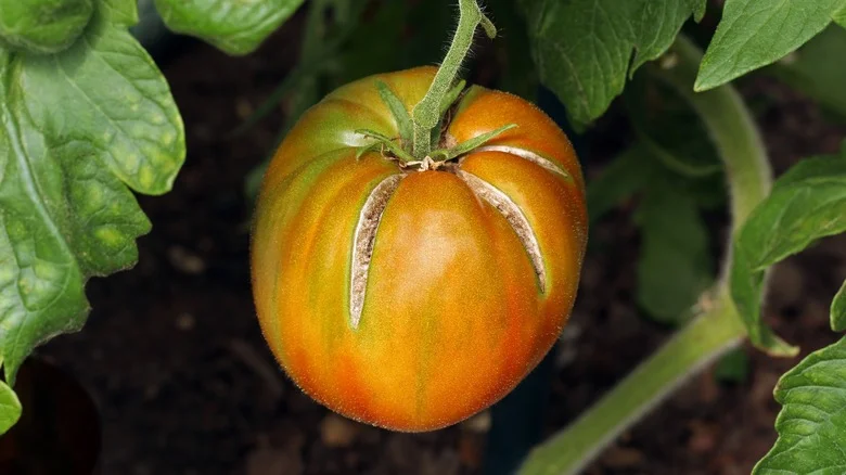 The Clever Way You Should Be Reusing Your Split Tomatoes In The Garden